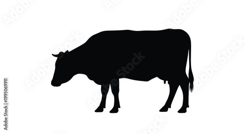 Bild auf Leinwand A black silhouette of a cow standing in a field or pasture