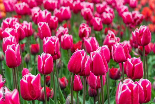 Pink tulips blooming in Keukenhof gardens, Netherlands, vibrant spring flower field background