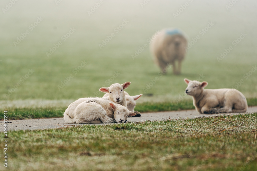 Fototapeta premium Adorable Young Lambs Sleeping in a Sun-Drenched Spring Meadow, Peaceful April Scene in Soft Natural Light