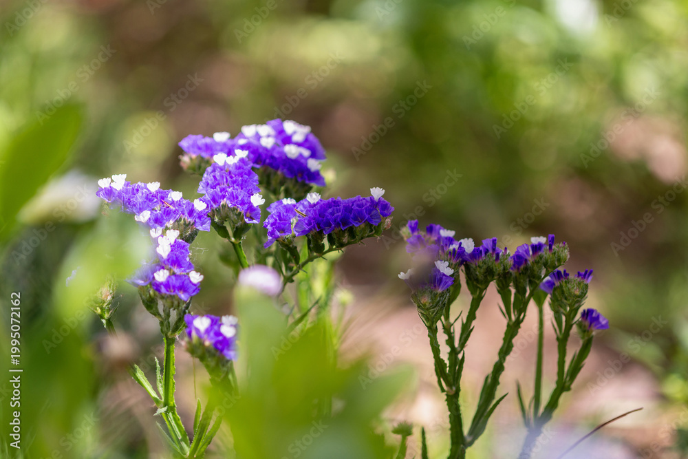 Obraz premium Saladelle sinuée dans un jardin au printemps