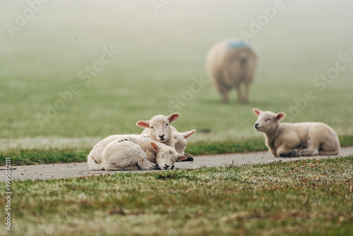 Adorable Young Lambs Sleeping in a Sun-Drenched Spring Meadow, Peaceful April Scene in Soft Natural Light