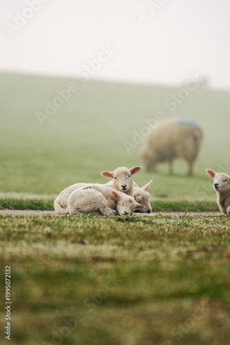 Adorable Young Lambs Sleeping in a Sun-Drenched Spring Meadow, Peaceful April Scene in Soft Natural Light