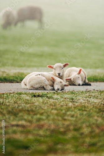 Adorable Young Lambs Sleeping in a Sun-Drenched Spring Meadow, Peaceful April Scene in Soft Natural Light
