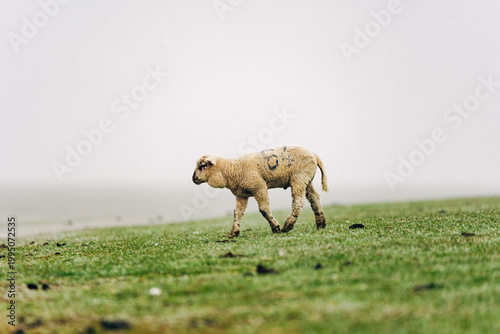 Playful Young Lamb Boing-Boing Across a Spring Meadow, Joyful April Moment in Bright Natural Sunlight