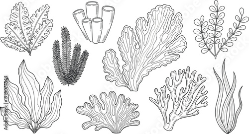 Hand Drawn Marine Life Set Featuring Various Coral Reef Species Seaweed And Underwater Plants For Nautical Ocean Themed Graphic Designs