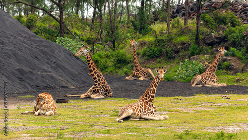 Canvas Print group of giraffes