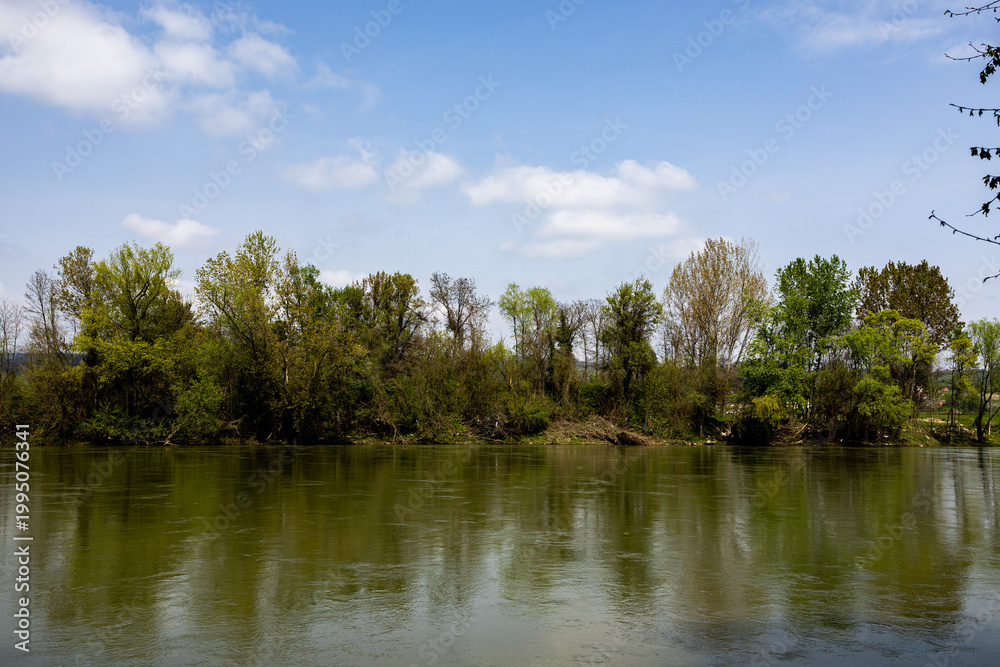 Fototapeta premium trees in the water