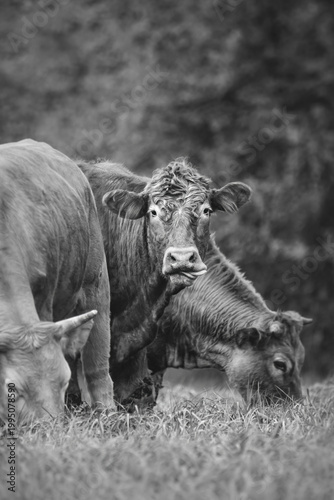 Three Cows