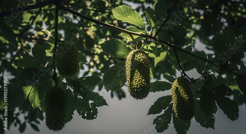 A vibrant and playful high gloss reflective 3D image of mulberries hanging from a tree branch with green leaves in a natural outdoor setting.