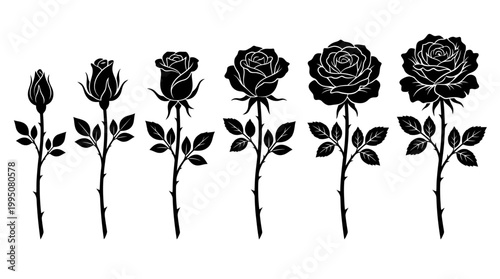 Rose and Leaf Vector Illustration with Floral Silhouettes, Bud to Bloom Stages, Botanical Artwork, Nature Foliage, Elegant Flower Design, Decorative Garden Vector Art