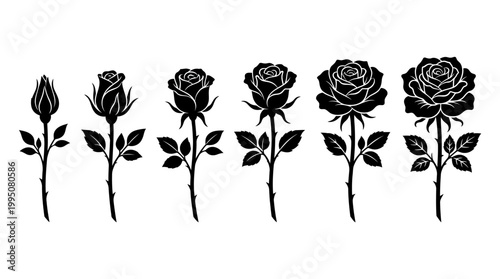 Rose Growth Stages Vector Illustration with Bud to Bloom Silhouettes, Floral Development, Botanical Artwork, Nature Symbol, Elegant Flower Design, Romantic Garden Vector Art