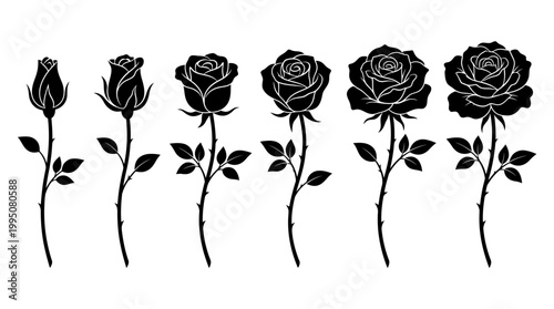 Rose Growth Stages Vector Illustration with Bud to Bloom Silhouettes, Floral Development, Botanical Artwork, Nature Symbol, Elegant Flower Design, Romantic Garden Vector Art