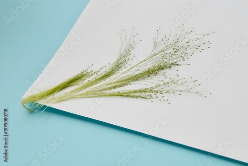 Minimal composition with delicate grass on white paper over pastel blue background