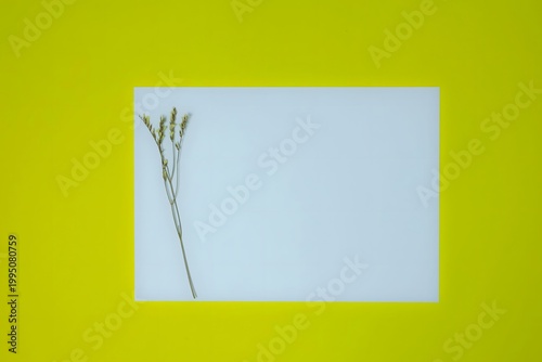 Minimal botanical composition with dried plant on white card over vibrant yellow background