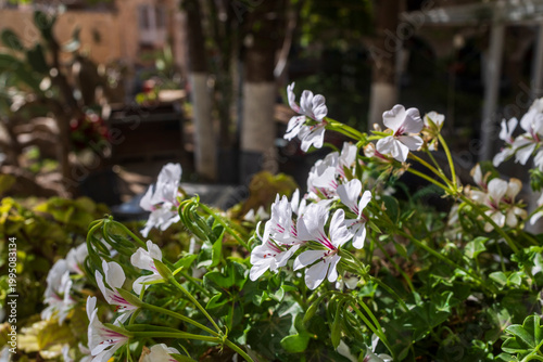 Close up of white geranium flowers blooming in a sunny garden terrace.