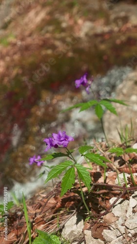 Vivid Purple Blossom By Mountain Streamside. Colorful Wildflower Growing Among Rocks Near Mountain Water