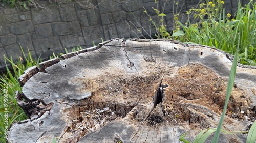 桜の木の切り株 ビアカツヤカミキリ被害跡