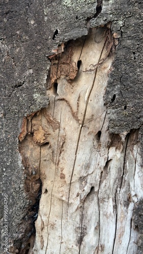 桜の木の皮 ビアカツヤカミキリ被害跡