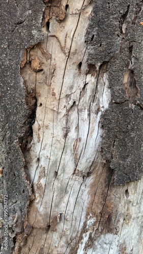 桜の木の皮 ビアカツヤカミキリ被害跡