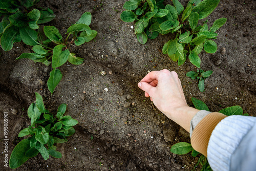 Fresh leaves and seeds of sorrel in palm of hand in the garden in early spring.
