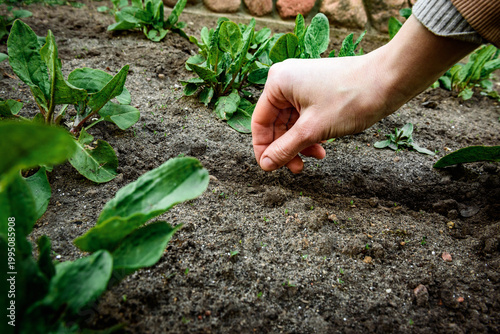 Fresh leaves and seeds of sorrel in palm of hand in the garden in early spring.