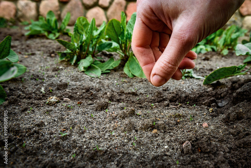 Fresh leaves and seeds of sorrel in palm of hand in the garden in early spring.