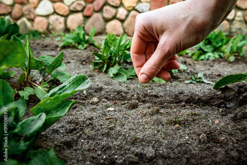 Fresh leaves and seeds of sorrel in palm of hand in the garden in early spring.