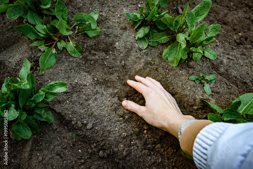 Fresh leaves and seeds of sorrel in palm of hand in the garden in early spring.