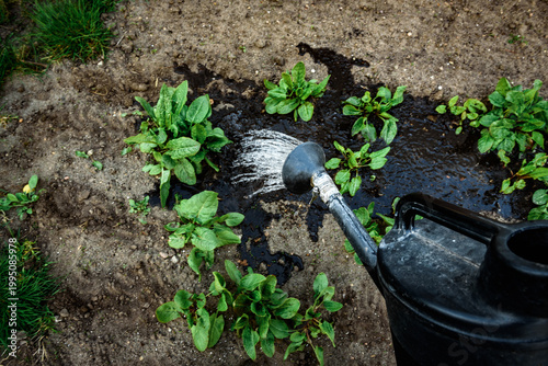 Watering of fresh leaves of sorrel in the garden in early spring.          