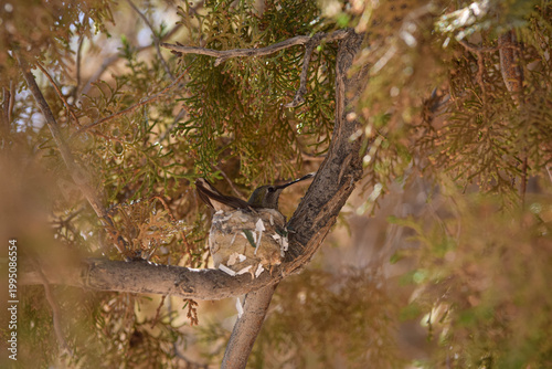 Tiny hummingbird sits on a delicate cup nest tucked in evergreen branches, blending into the dappled light and foliage. A quiet wildlife moment showing nesting behavior, camouflage, natural habitat.