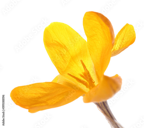 Beautiful yellow crocus flower isolated on white