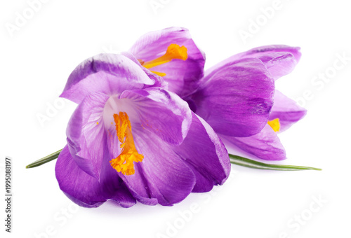 Beautiful purple crocus flowers isolated on white