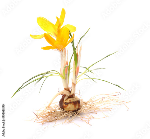 Beautiful yellow crocus flowers isolated on white