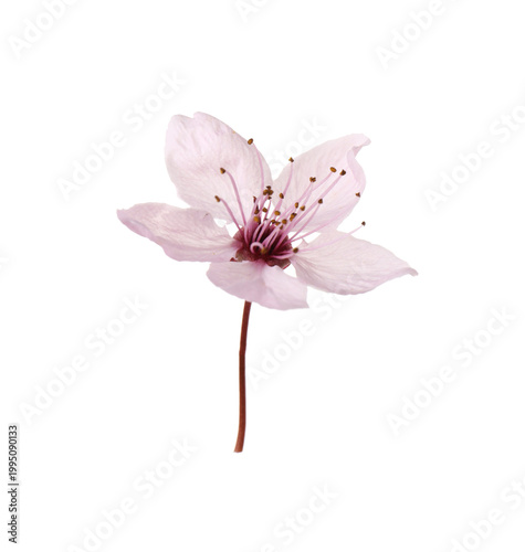 Beautiful blossom of cherry plum tree isolated on white