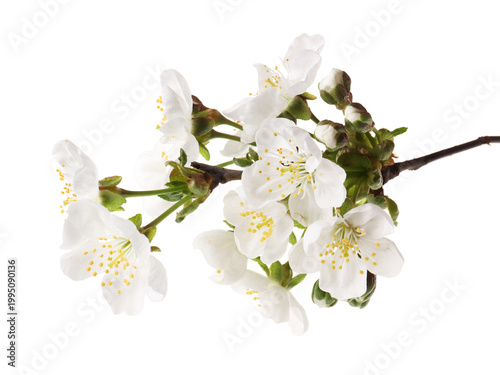 Branch of cherry tree with beautiful blossoms isolated on white