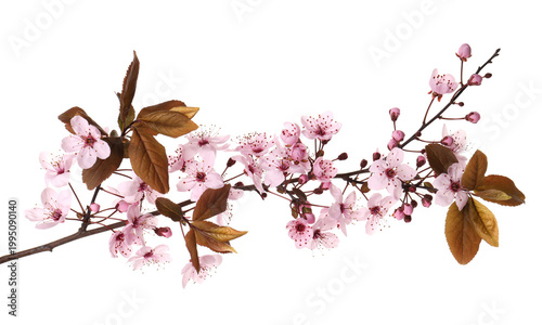 Branch of cherry plum tree with beautiful blossoms isolated on white