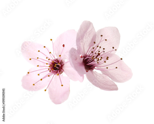 Beautiful blossoms of cherry plum tree isolated on white
