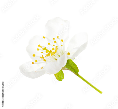 Beautiful blossom of cherry tree isolated on white