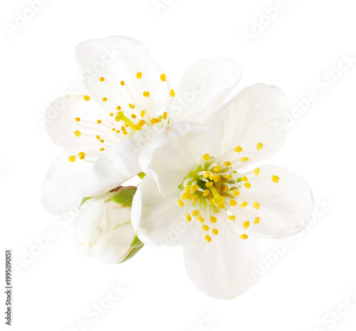 Beautiful blossoms of cherry tree isolated on white