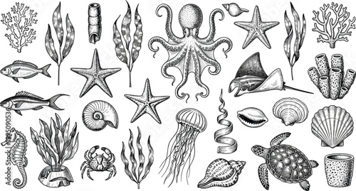 Vintage Engraving Marine Life Collection Featuring Octopus Sea Turtle Jellyfish Seahorse Stingray Crab Shells And Coral Reef Icons For Branding
