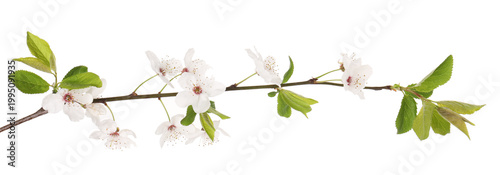 Branch of cherry tree with beautiful blossoms isolated on white