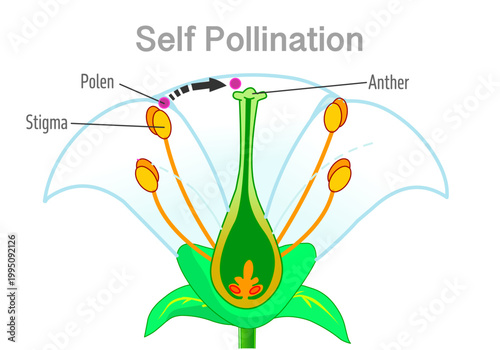 Self pollination is  when pollen arrives at the stigma of a flower  or at the ovule of the same plant. in white flower anatomy.  Illustration vector