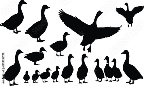 Goose and duck silhouettes, waterfowl vector illustration, flying birds artwork, standing geese design, walking ducks collection, black silhouette animal poses