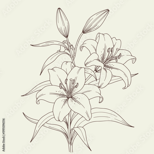 Cuadro en lienzo Detailed Line Drawing of Lily Flowers and Buds floral