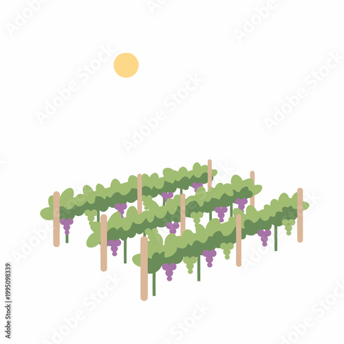 Vineyard landscape with sun and grape clusters, flat illustration