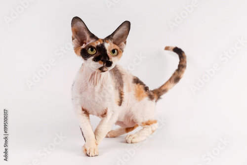 Foto Calico Devon Rex cat, front view, sitting on white