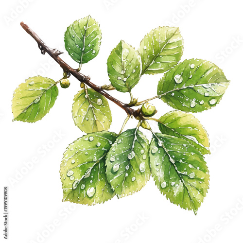Photos Dewy Green Spring Leaves, whimsical watercolor vector illustration with vibrant highlights and delicate strokes, isolated on a white background
