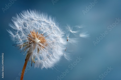 Macro shot of wind-blown dandelion seeds on a serene blue gradient