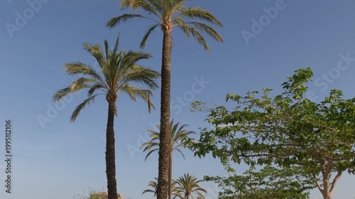 palmeras en alicante españa