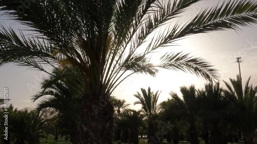palmeras en alicante españa